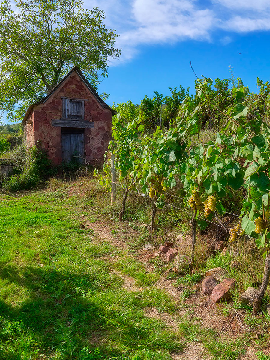 cabanes-oenotourisme-domaine-du-cros-et-vignes-raisin-blanc